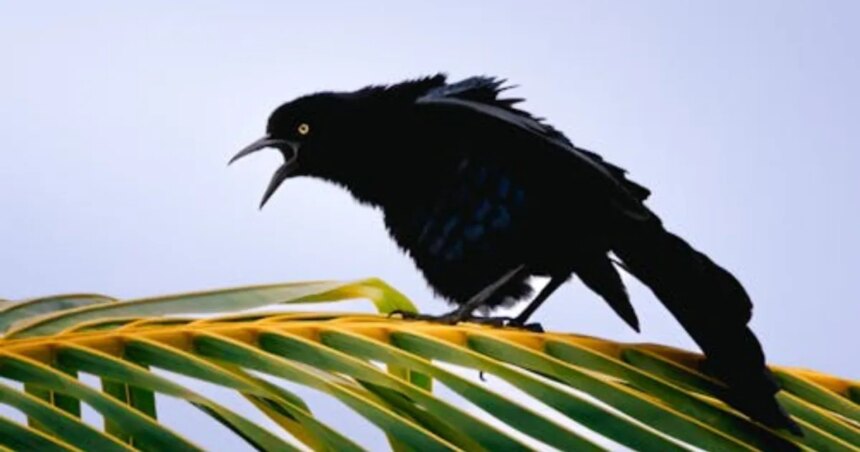 Aves-urbanas-sentem-mais-medo-de-mulheres-do-que-de-homens-aponta-estudojpg - Podp Bahia