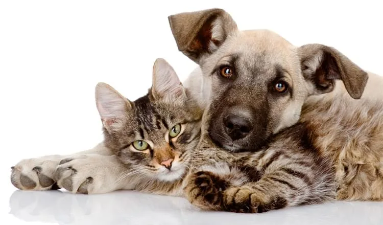 Beneficios-da-castracao-de-caes-e-gatoswebpwebp - Podp Bahia