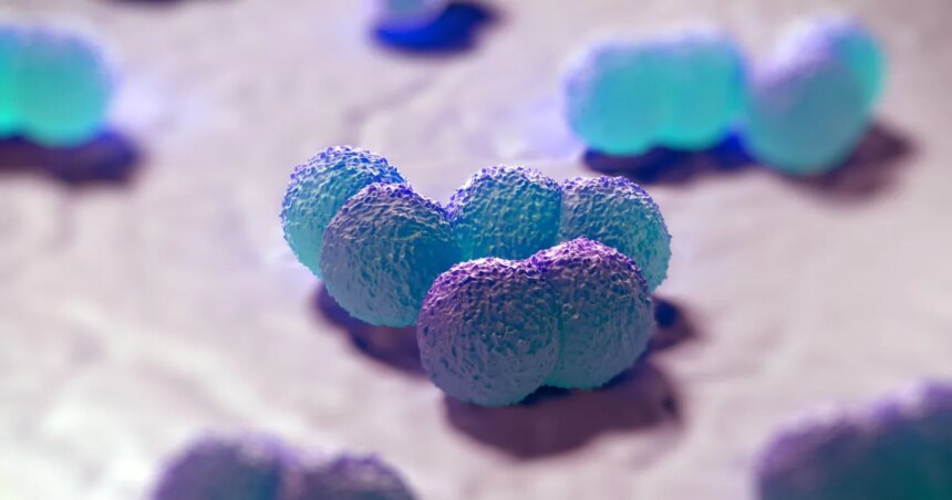 Bacteria-meningite-e1736251441549jpg - Podp Bahia
