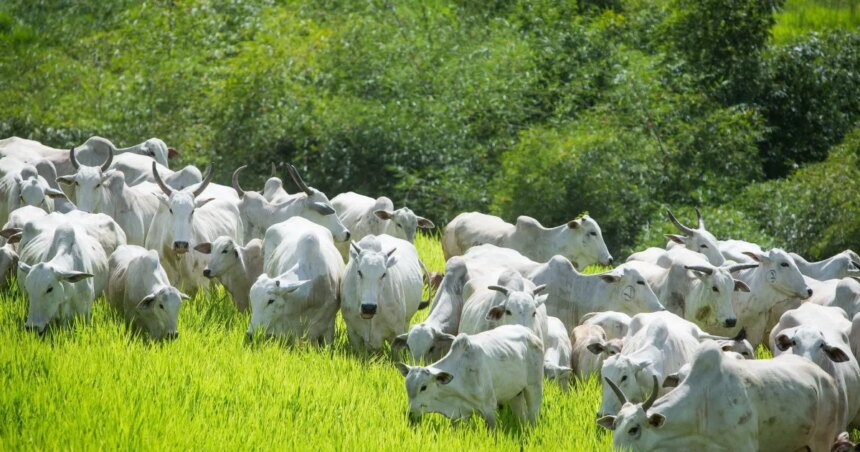 Boi-pecuaria-bovinocultura-credito-wenderson-araujo-cna-28jpg - Podp Bahia
