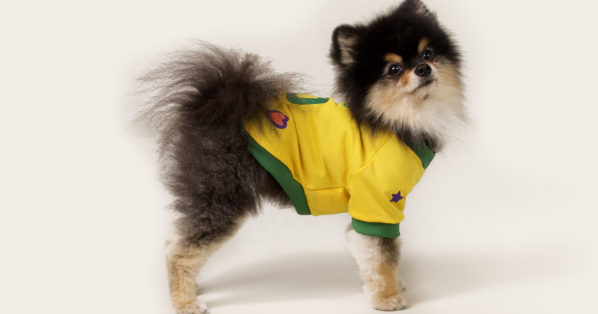 Cachorro-selecao-e1779393372554png - Podp Bahia