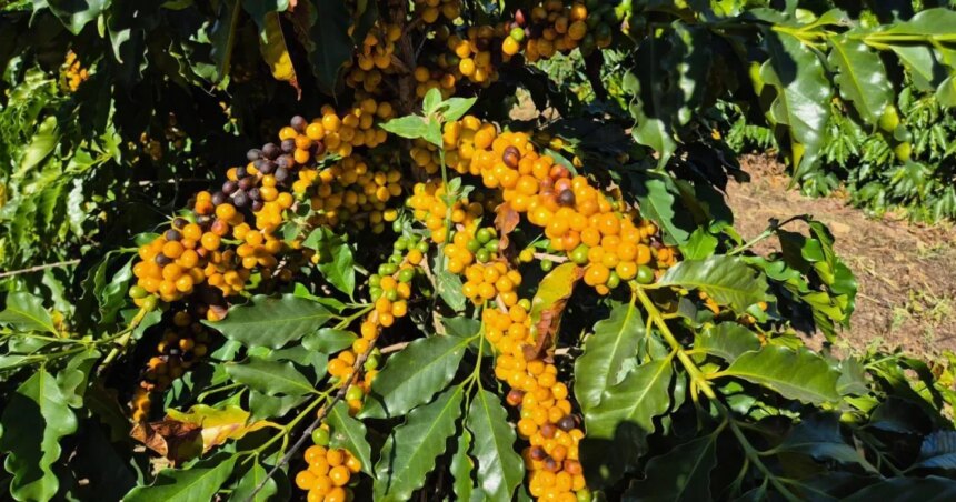 Cafe-arabica-de-alta-qualidade-cafeiculturajpeg - Podp Bahia