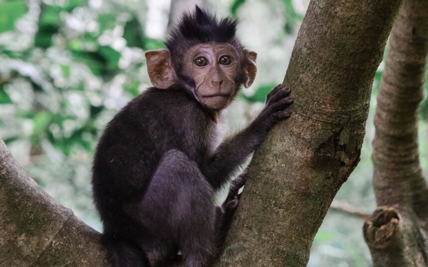 Crianca-morre-ao-ser-atacada-por-macaco-criado-por0139153600202606081707jpg - Podp Bahia