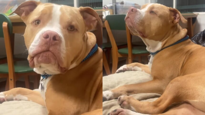 Joaquim-pitbulljpg - Podp Bahia